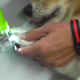 Illustration for article titled Five Ways To Make Your Canine Endure Nail Pruning Activityem/em